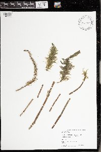 Hippuris vulgaris image