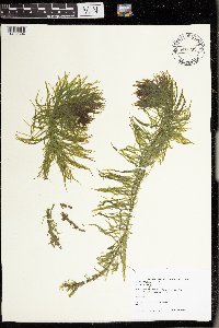 Hippuris vulgaris image