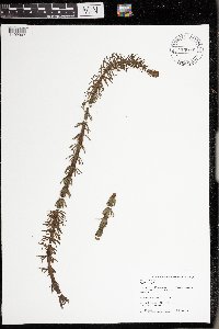 Hippuris vulgaris image