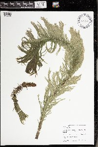 Hippuris vulgaris image