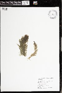 Hippuris vulgaris image