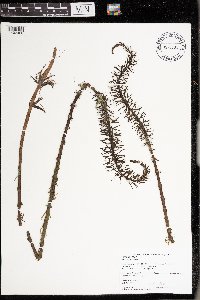 Hippuris vulgaris image