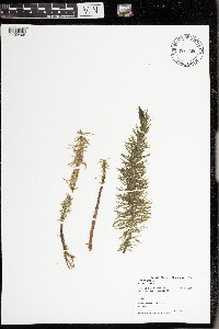 Hippuris vulgaris image