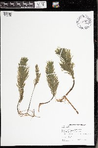 Hippuris vulgaris image