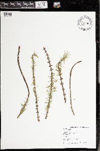 Hippuris vulgaris image