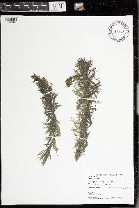 Hippuris vulgaris image