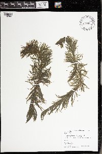 Hippuris vulgaris image