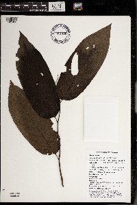 Cananga odorata image