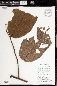 Uvaria musaria image