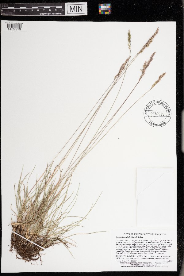 Festuca trachyphylla image