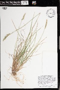 Danthonia spicata image