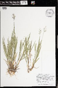 Dichanthelium wilcoxianum image