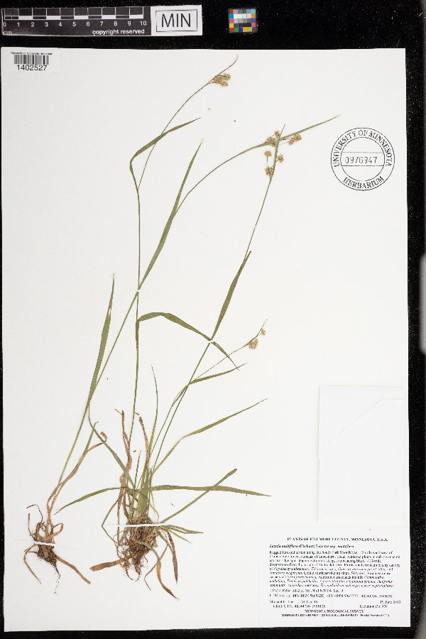 Luzula multiflora image