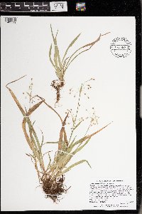 Luzula acuminata image