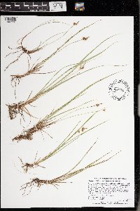 Carex inops image