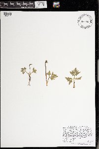 Thumbnail image of current specimen
