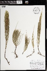 Equisetum arvense image