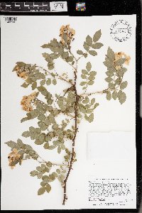Rosa multiflora image