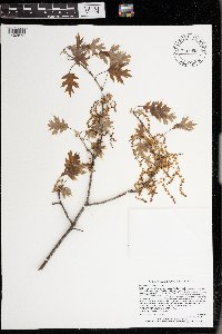 Quercus ellipsoidalis image