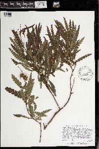 Comptonia peregrina image