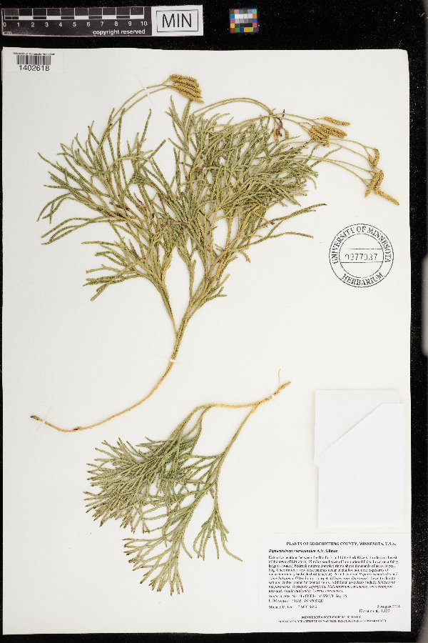 Diphasiastrum x verecundum image