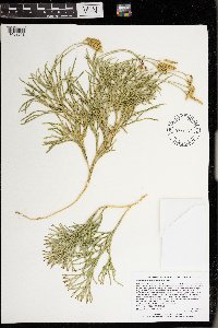 Media resource of Diphasiastrum x verecundum