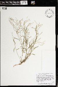 Arabidopsis lyrata subsp. lyrata image