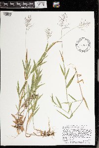 Dichanthelium acuminatum image