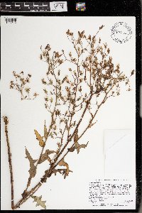 Lactuca canadensis image