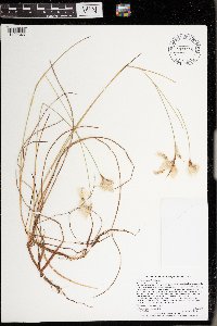 Eriophorum tenellum image