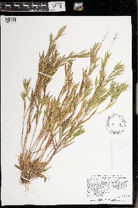 Dichanthelium acuminatum image