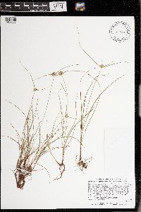 Cyperus lupulinus subsp. macilentus image