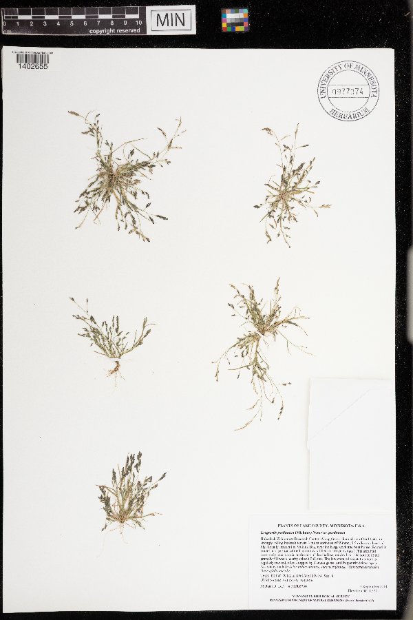 Eragrostis pectinacea var. pectinacea image
