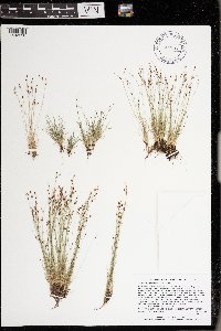 Bulbostylis capillaris image