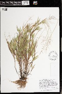 Dichanthelium acuminatum image