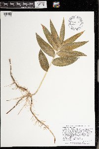 Maianthemum stellatum image