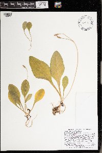 Dodecatheon amethystinum image