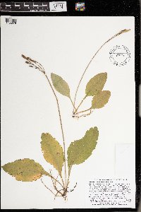 Dodecatheon amethystinum image