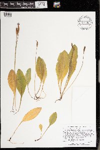 Dodecatheon amethystinum image