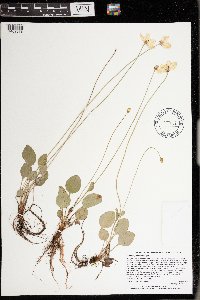 Parnassia glauca image
