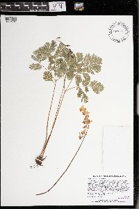 Dicentra cucullaria image