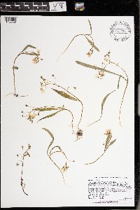 Claytonia virginica image