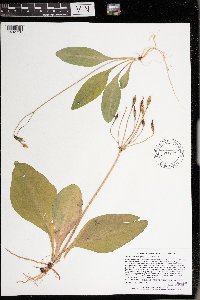 Dodecatheon amethystinum image