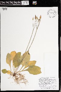 Dodecatheon amethystinum image