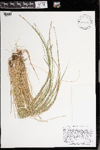 Carex bromoides image