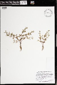 Lindernia dubia image