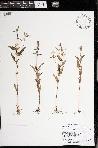 Oenothera perennis image