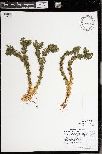 Huperzia lucidula image