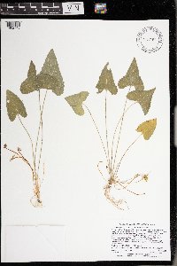 Viola novae-angliae image