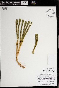 Huperzia selago image